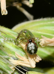 Phycosoma oecobioides