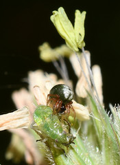 Phycosoma oecobioides