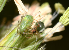 Phycosoma oecobioides