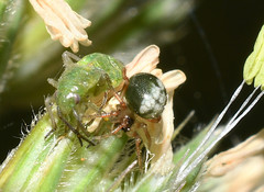 Phycosoma oecobioides