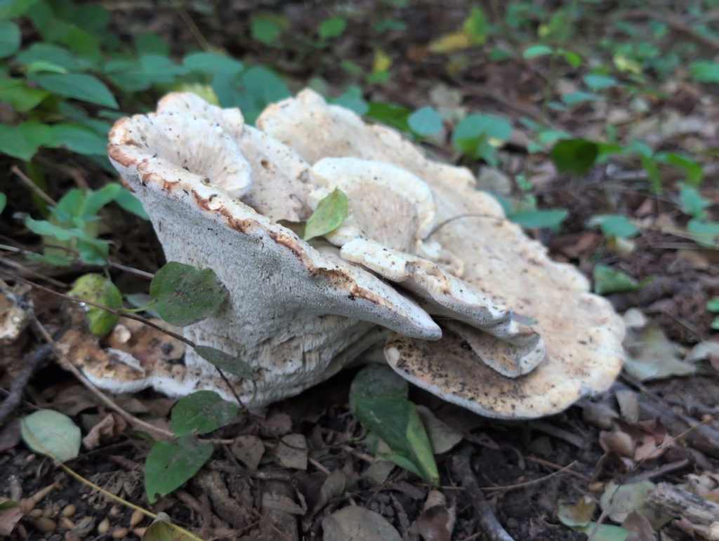 Berkeley's Polypore · July 2026 · photo: Photo: (c) odawgie, some rights reserved (CC BY) · iNaturalist