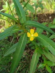 Ludwigia perennis