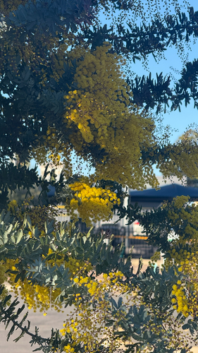 Cootamundra wattle
