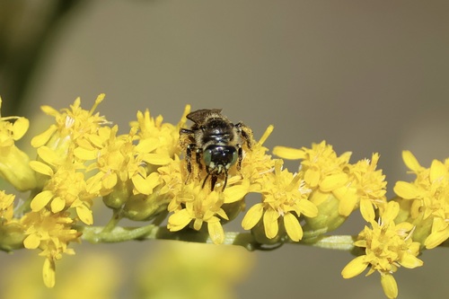 Eastern Miner Bee photo 6