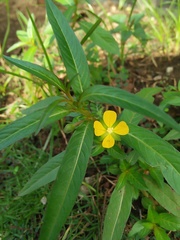 Ludwigia perennis
