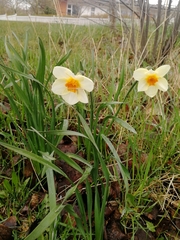 Narcissus × incomparabilis