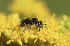 Eastern Miner Bee