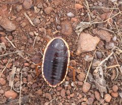 Anamesia frenchii