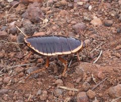 Anamesia frenchii