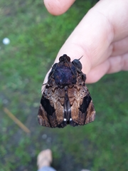 Catephia linteola