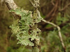 Pseudocyphellaria granulata