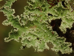 Pseudocyphellaria granulata