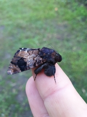 Catephia linteola