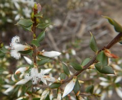 Styphelia exarrhena