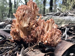 Ramaria botrytoides