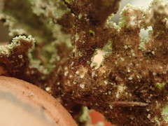 Pseudocyphellaria granulata