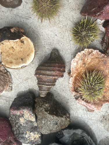 Neptunea decemcostata observed 2026-07-31