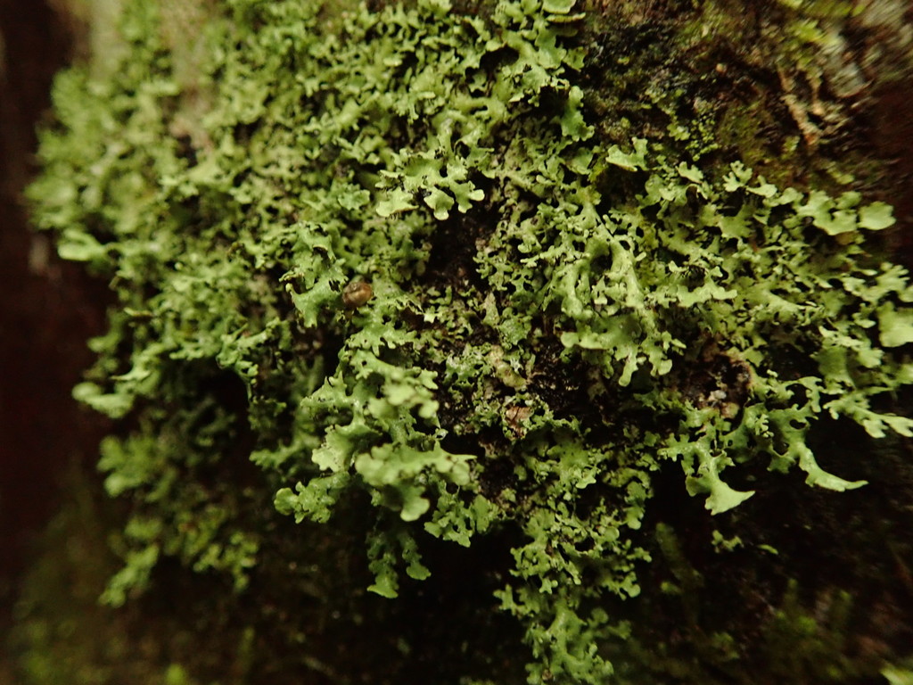 Physcia integrata