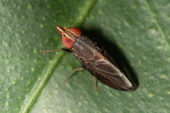 Cephaloconus tenebrosus