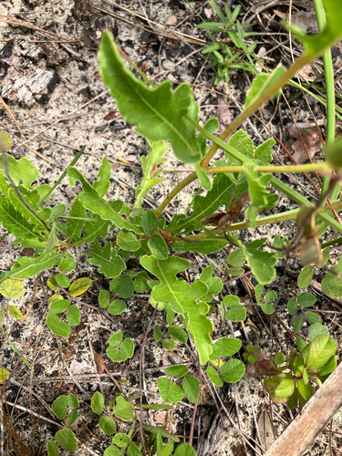 Berlandiera subacaulis, photograph 5