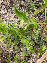 Berlandiera subacaulis, photograph author not stated, no rights reserved