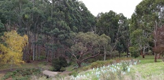 Eucalyptus viminalis cygnetensis
