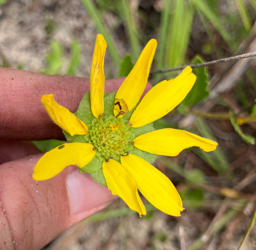 Berlandiera subacaulis, photograph 4