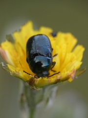 Cryptocephalus violaceus
