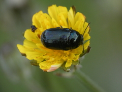 Cryptocephalus violaceus