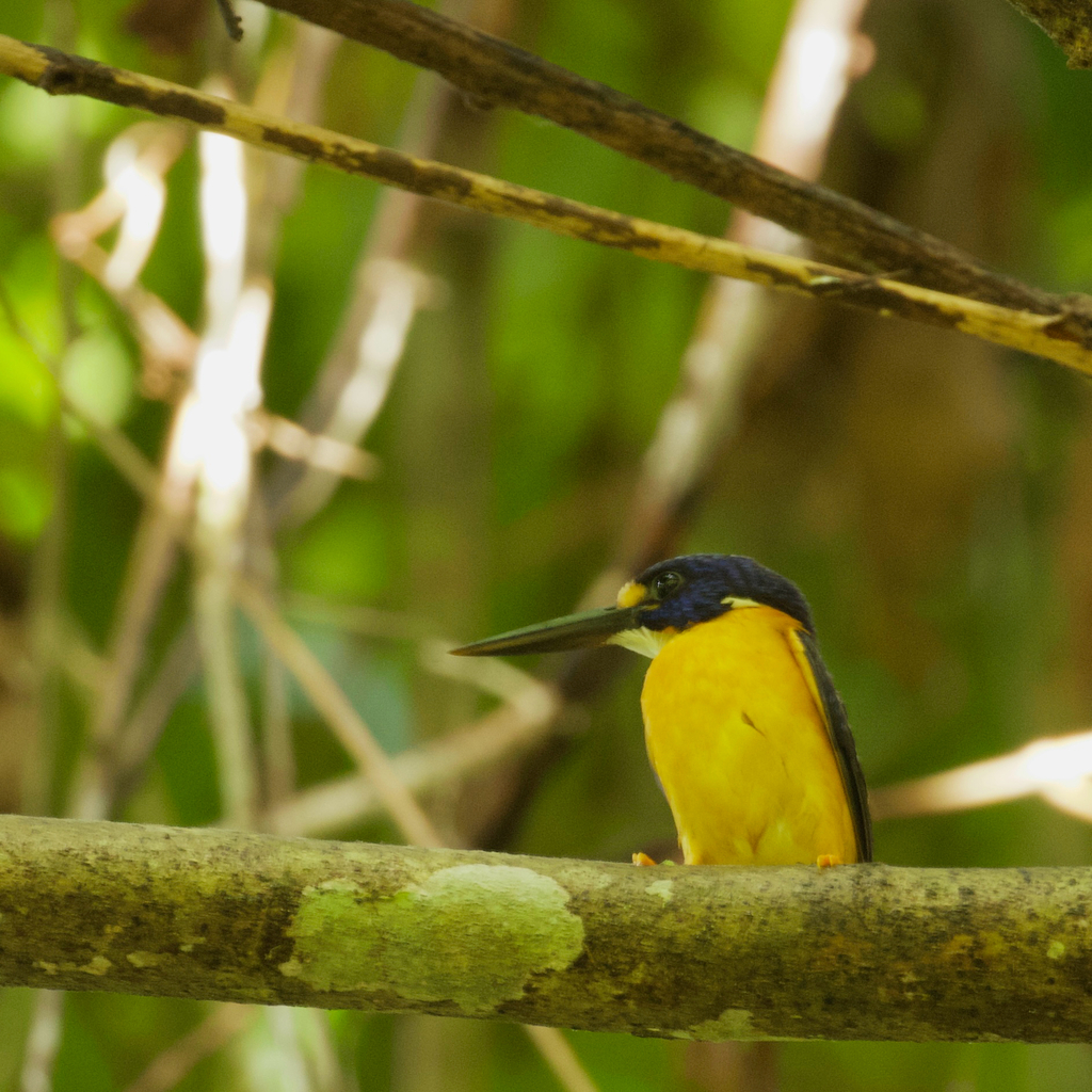 New Ireland Dwarf-Kingfisher (Ceyx mulcatus) photo