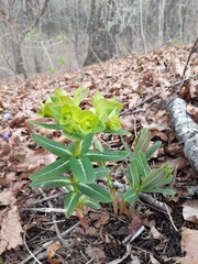 Euphorbia hylonoma