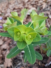 Euphorbia hylonoma