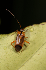 Poppiocapsidea biseratense