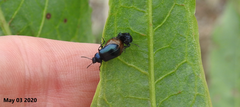 Gastrophysa atrocyanea