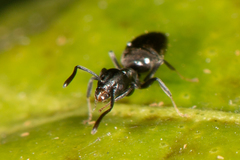 Technomyrmex albipes