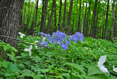 Phlox divaricata laphamii
