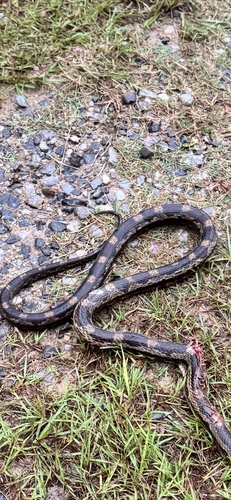 Central Ratsnake