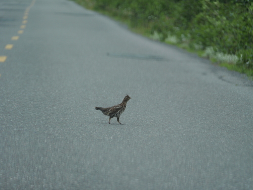 Ruffed Grouse