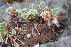 Protopannaria pezizoides