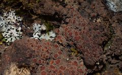 Protopannaria pezizoides