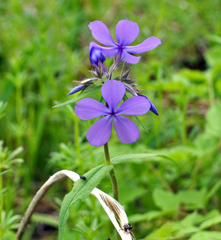 Phlox divaricata laphamii