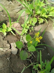 Rorippa indica