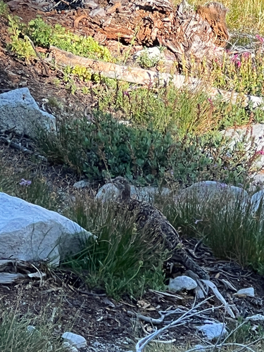 iNaturalist observation photo of Sooty Grouse
