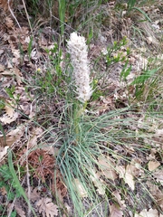 Asphodeline taurica