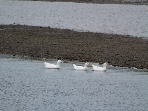 Domestic Greylag Goose