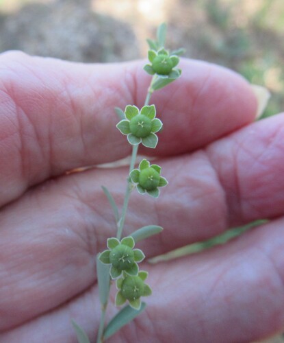 Phyllanthus polygonoides, photograph 4