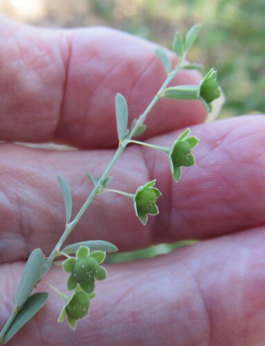 Phyllanthus polygonoides, photograph 3
