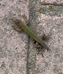 Podarcis filfolensis maltensis