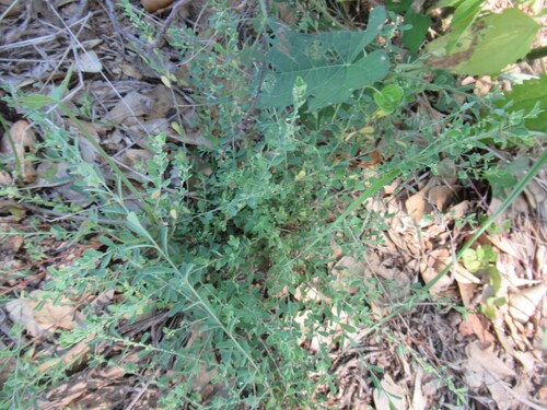 Phyllanthus polygonoides, photograph 5