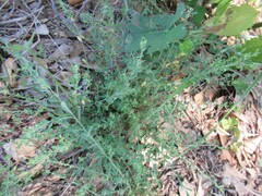 Phyllanthus polygonoides, photograph (c) Linda Jo Conn, some rights reserved (CC BY)